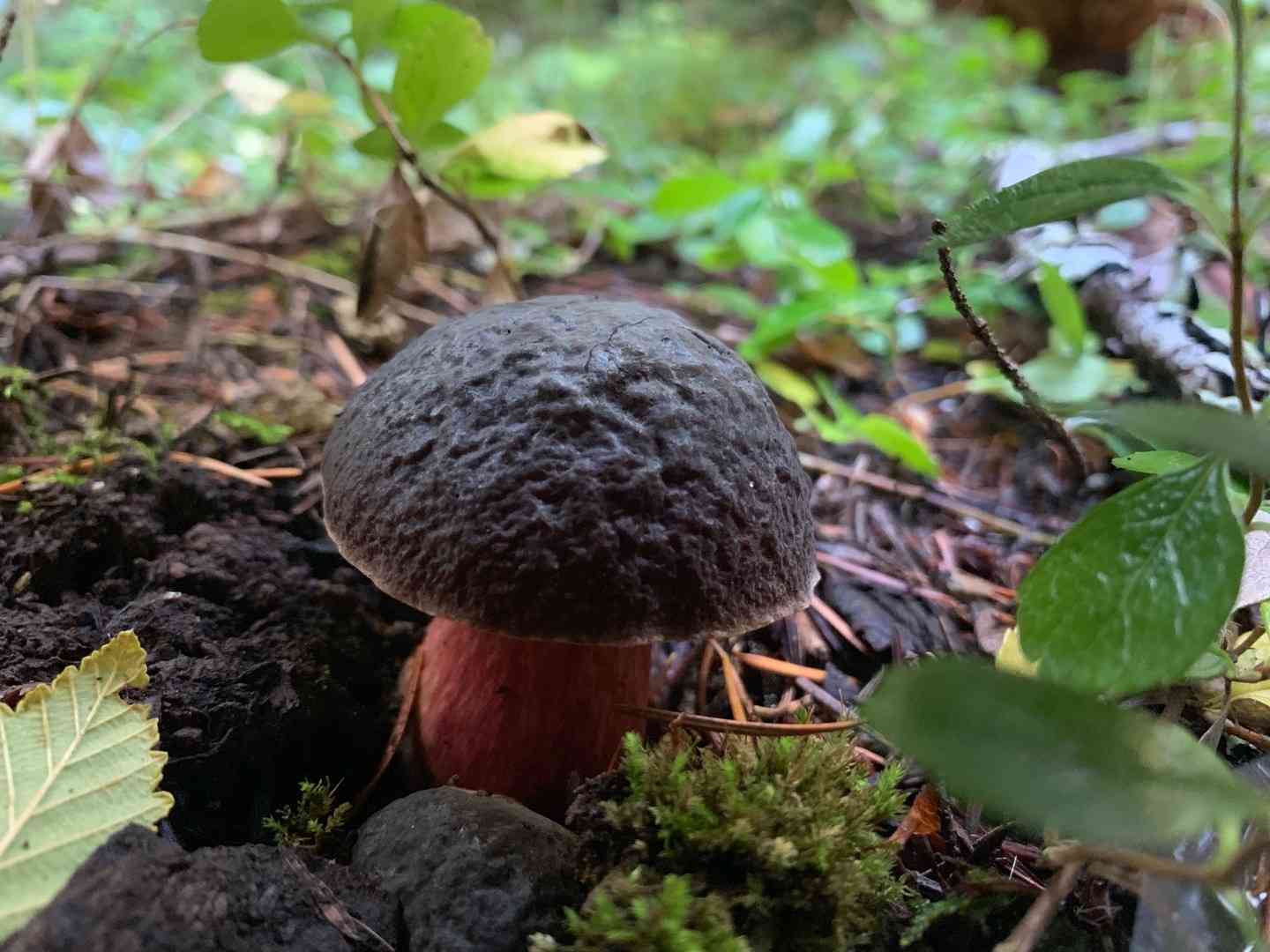 Zeller's bolete (Xerocomellus zelleri) thumbnail 1