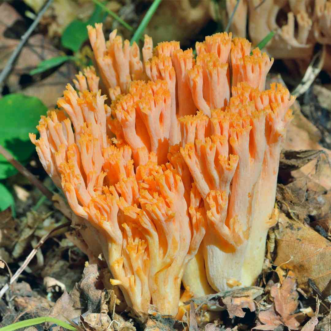 Golden coral fungus (Ramaria aurea) thumbnail 1
