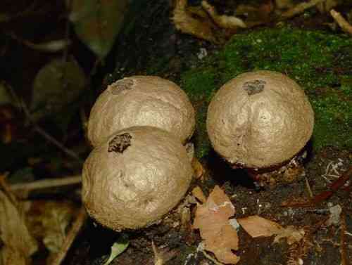 Common puffball (Lycoperdon perlatum) thumbnail 3