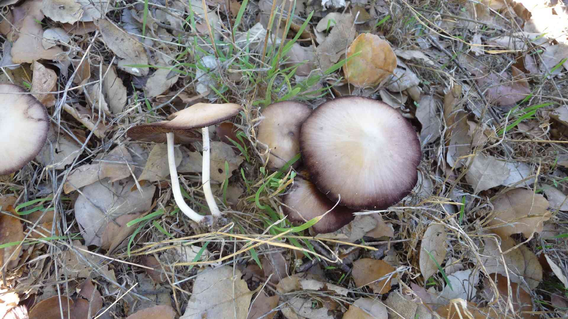 Rootlet brittlestem (Psathyrella microrhiza) thumbnail 3