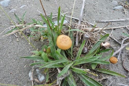 Common fieldcap thumbnail 3