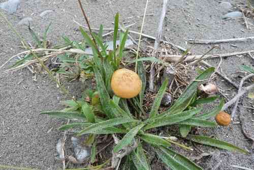 Common fieldcap (Agrocybe pediades) thumbnail 3