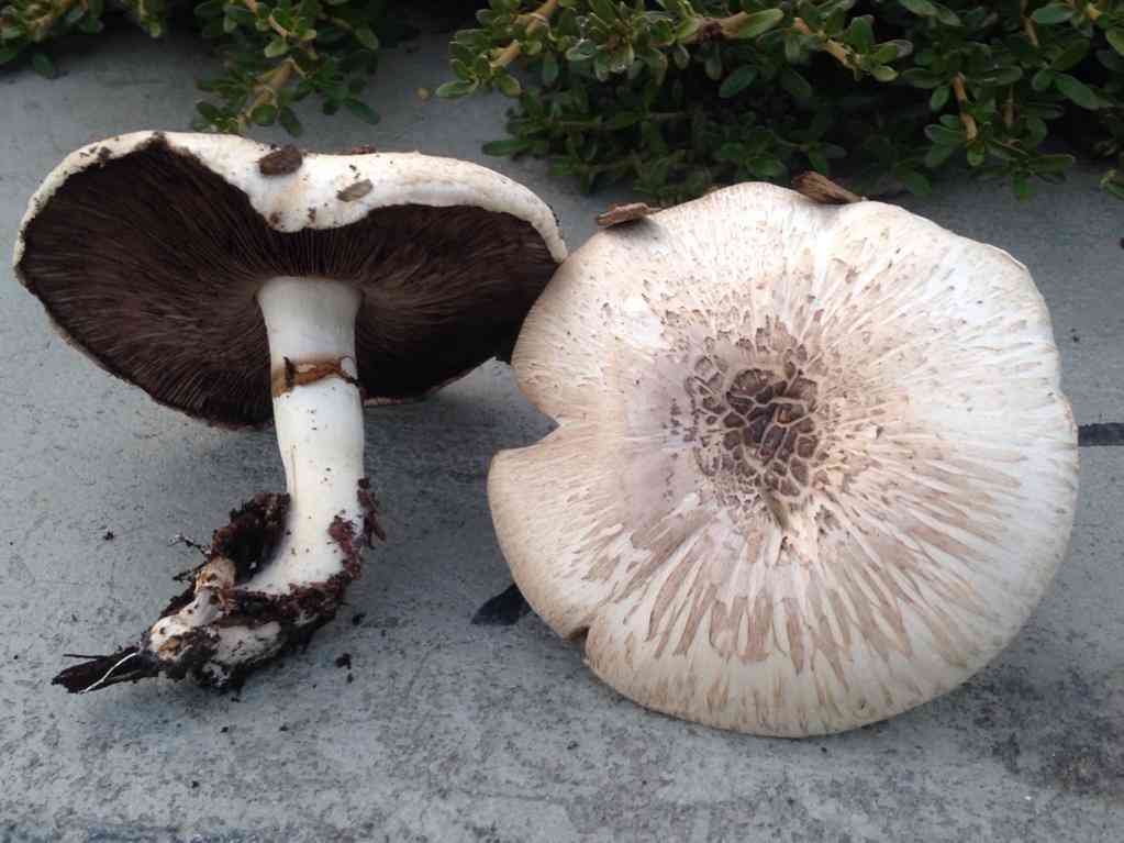 California agaricus
