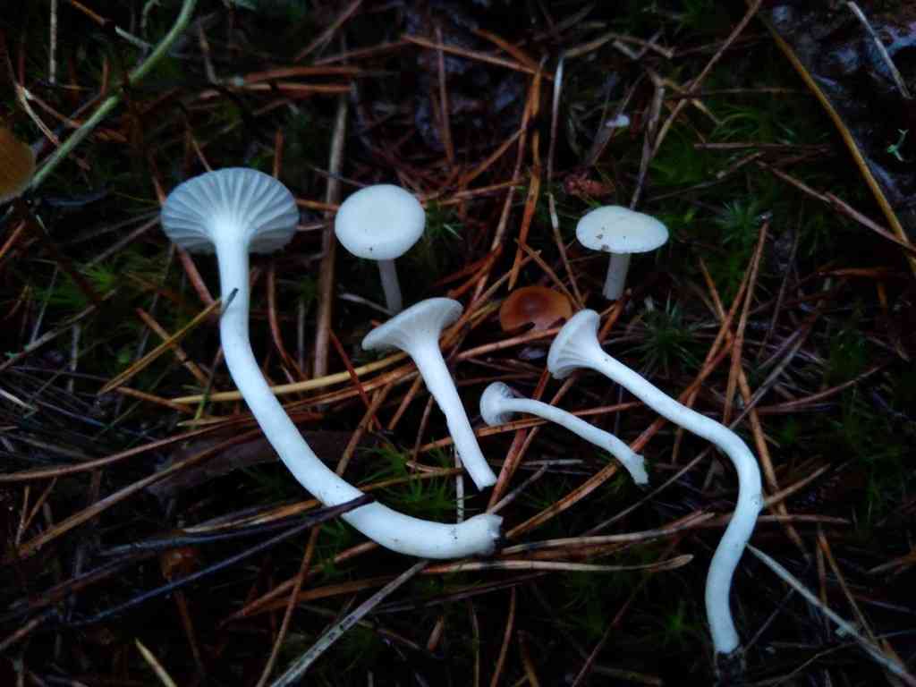 Cedarwood waxcap (Hygrocybe russocoriacea) thumbnail 2