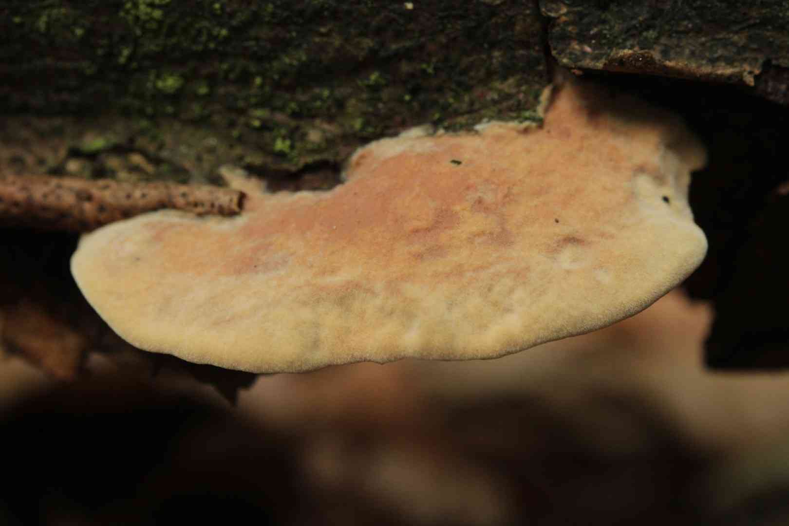 Cinnamon bracket (Hapalopilus rutilans) thumbnail 2