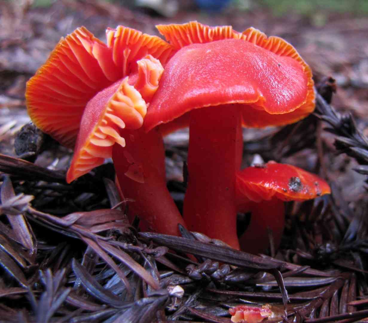 Scarlet hood (Hygrocybe coccinea) thumbnail 1