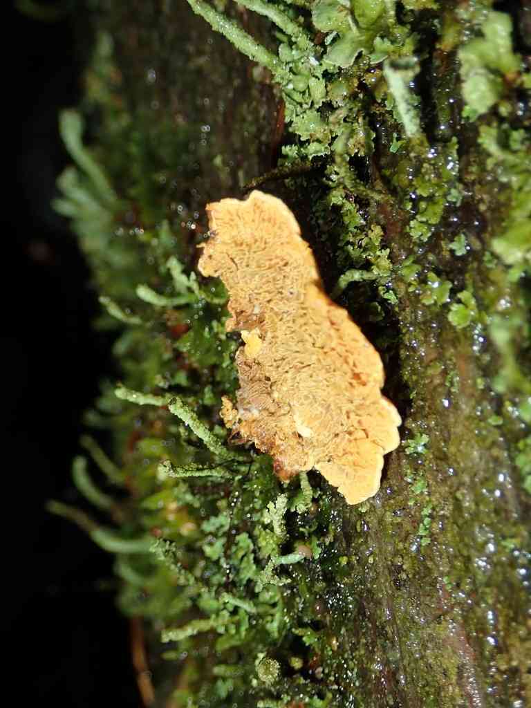 Orange netcrust (Pseudomerulius aureus) thumbnail 2