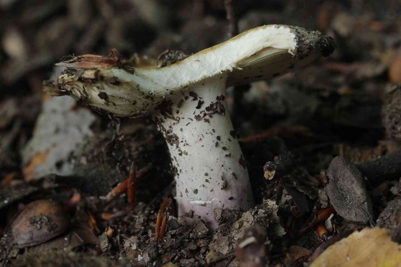 Velvet brittlegill (Russula violeipes) thumbnail 2