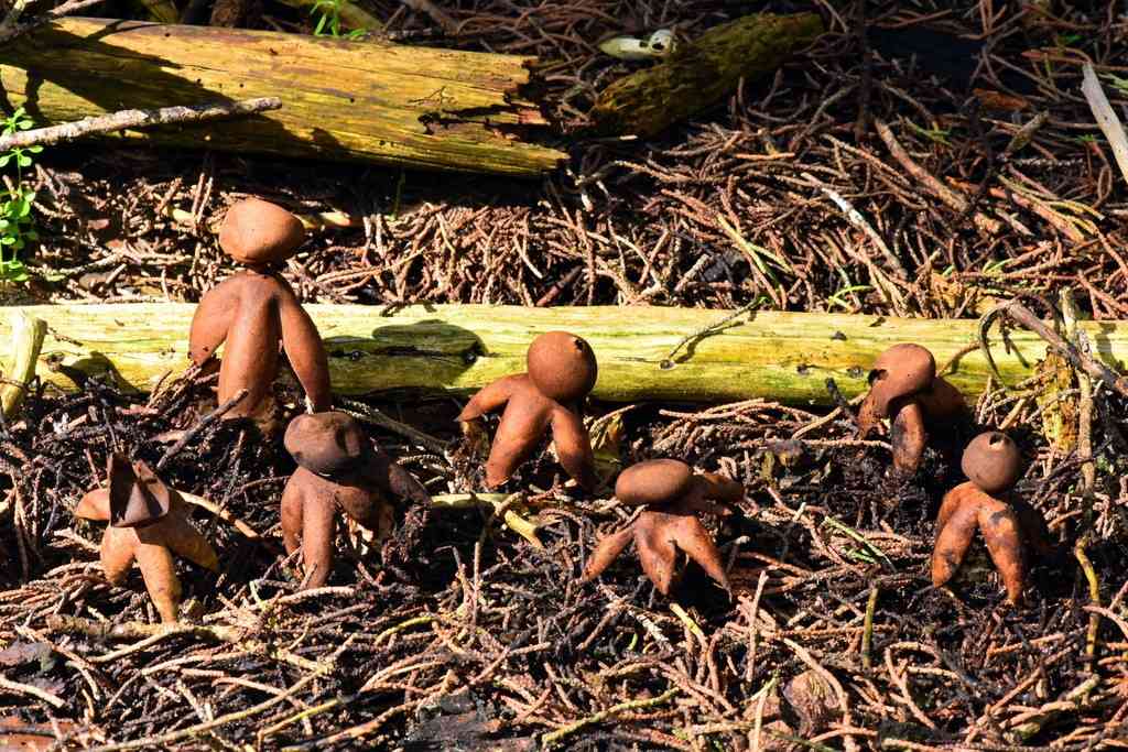 Acrobatic earthstar (Geastrum fornicatum) thumbnail 2