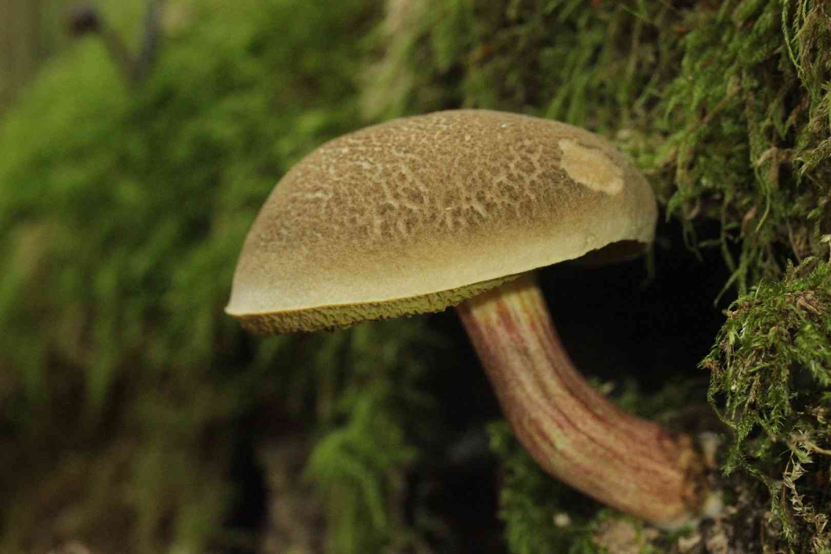 Red cracking bolete