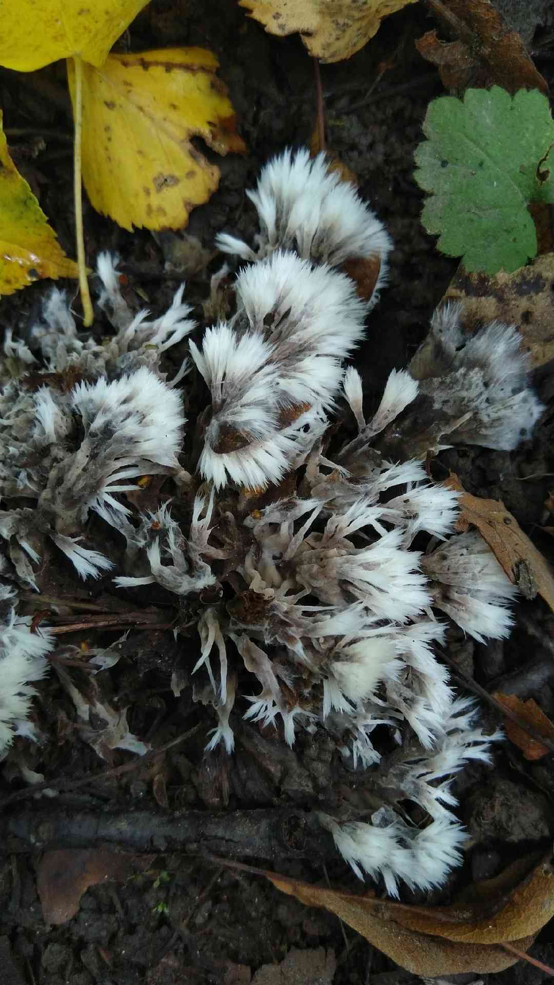 Urchin earthfan (Thelephora penicillata) thumbnail 2