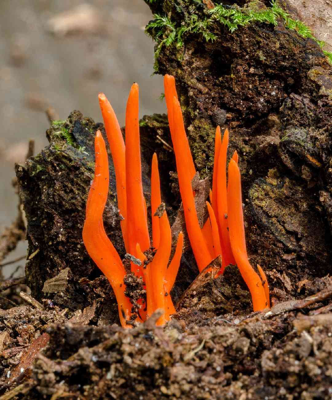 Flame fungus (Clavulinopsis sulcata) thumbnail 1