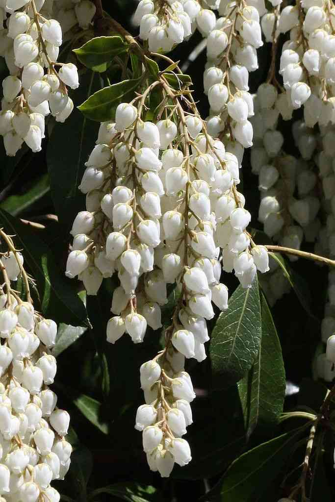 Japanese pieris