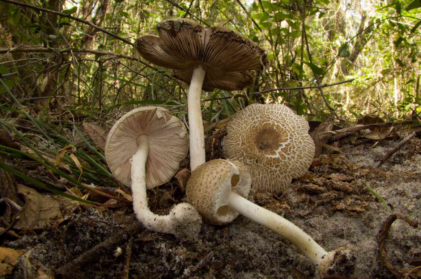 Lepiota cortinarius (Lepiota cortinarius) thumbnail 2
