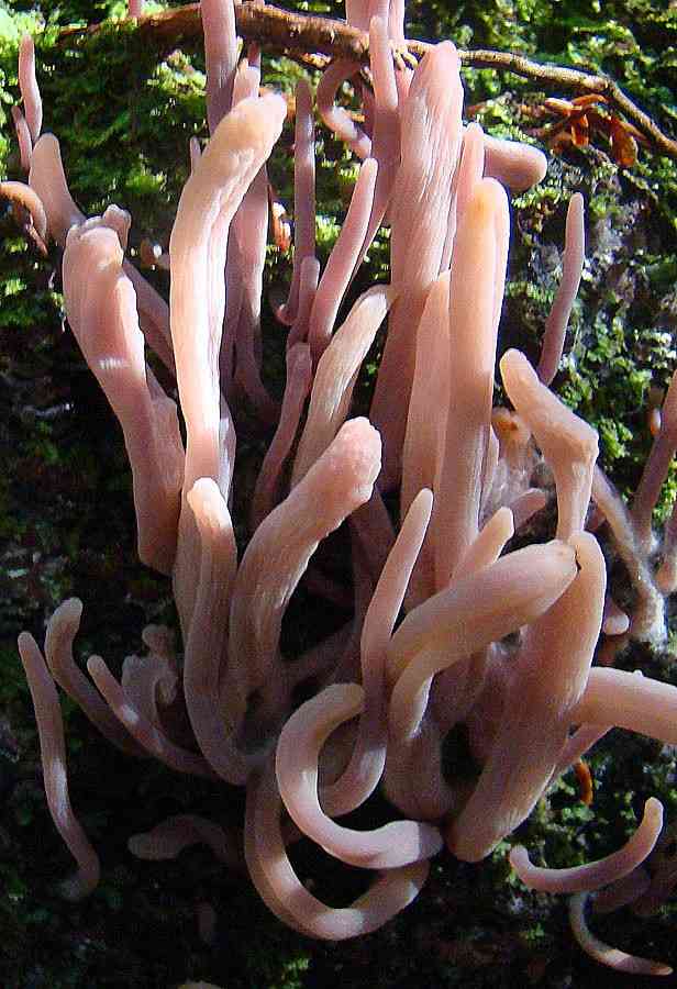 Purple coral (Alloclavaria purpurea) thumbnail 2
