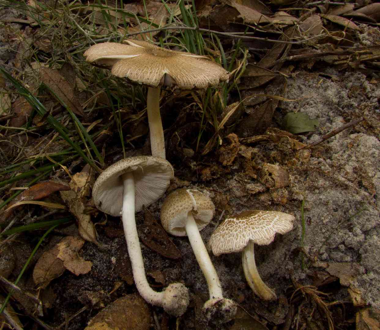 Lepiota cortinarius (Lepiota cortinarius) thumbnail 1
