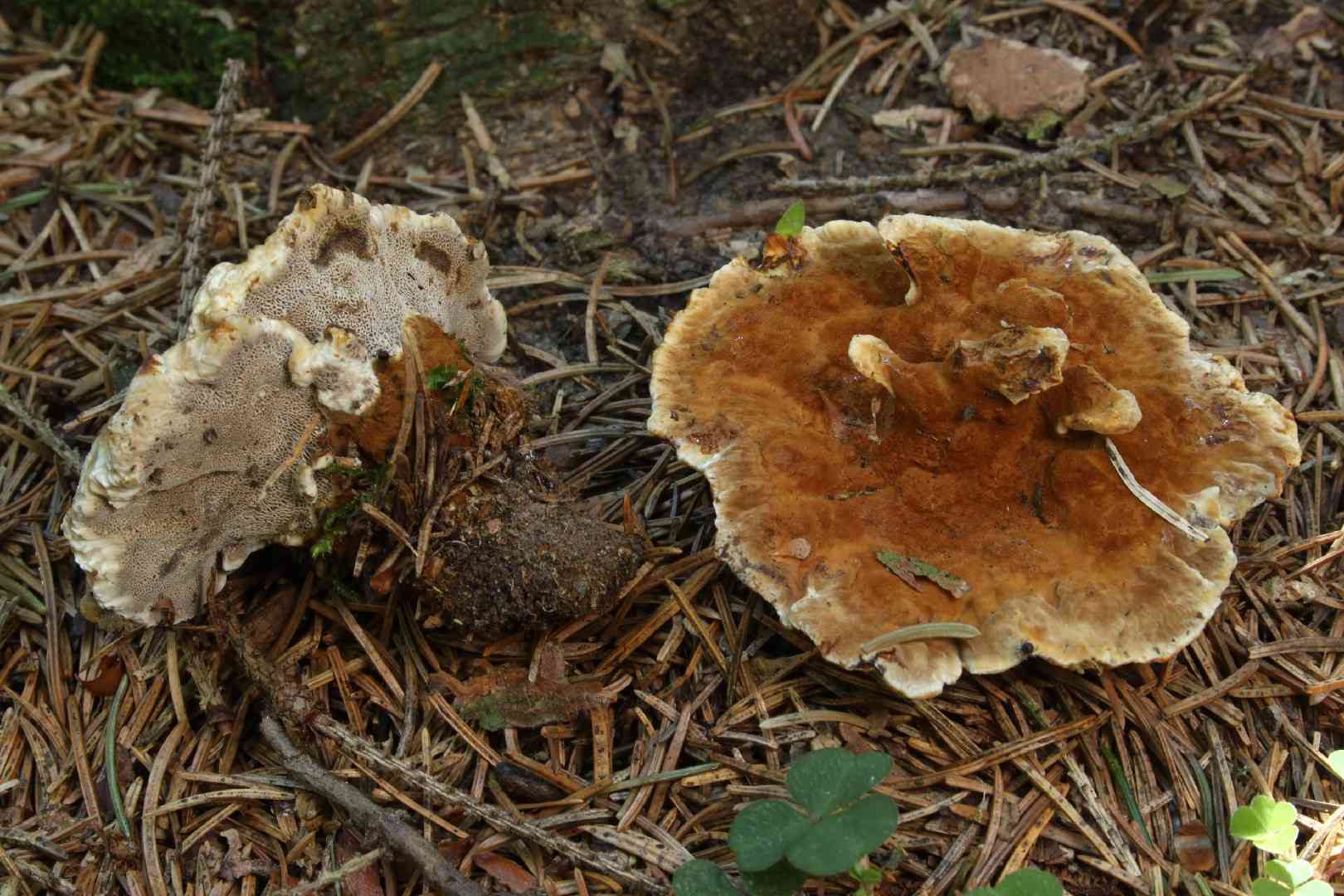Woolly velvet polypore (Onnia tomentosa) thumbnail 1