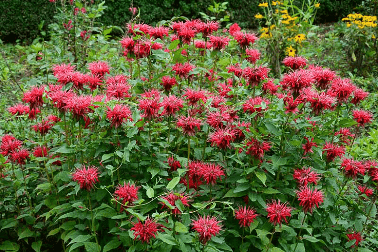 Scarlet beebalm