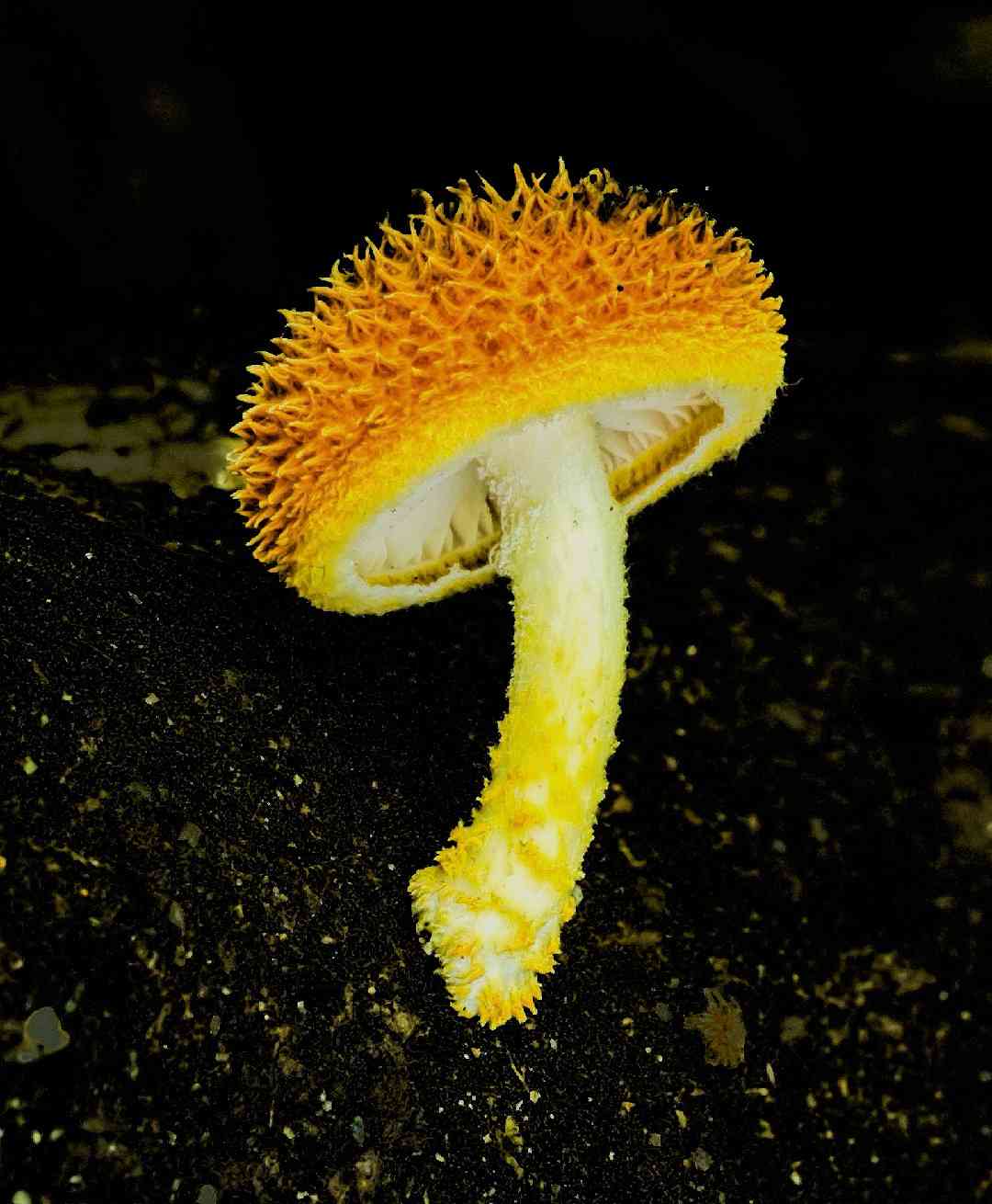 Golden scruffy collybia (Cyptotrama asprata) thumbnail 3