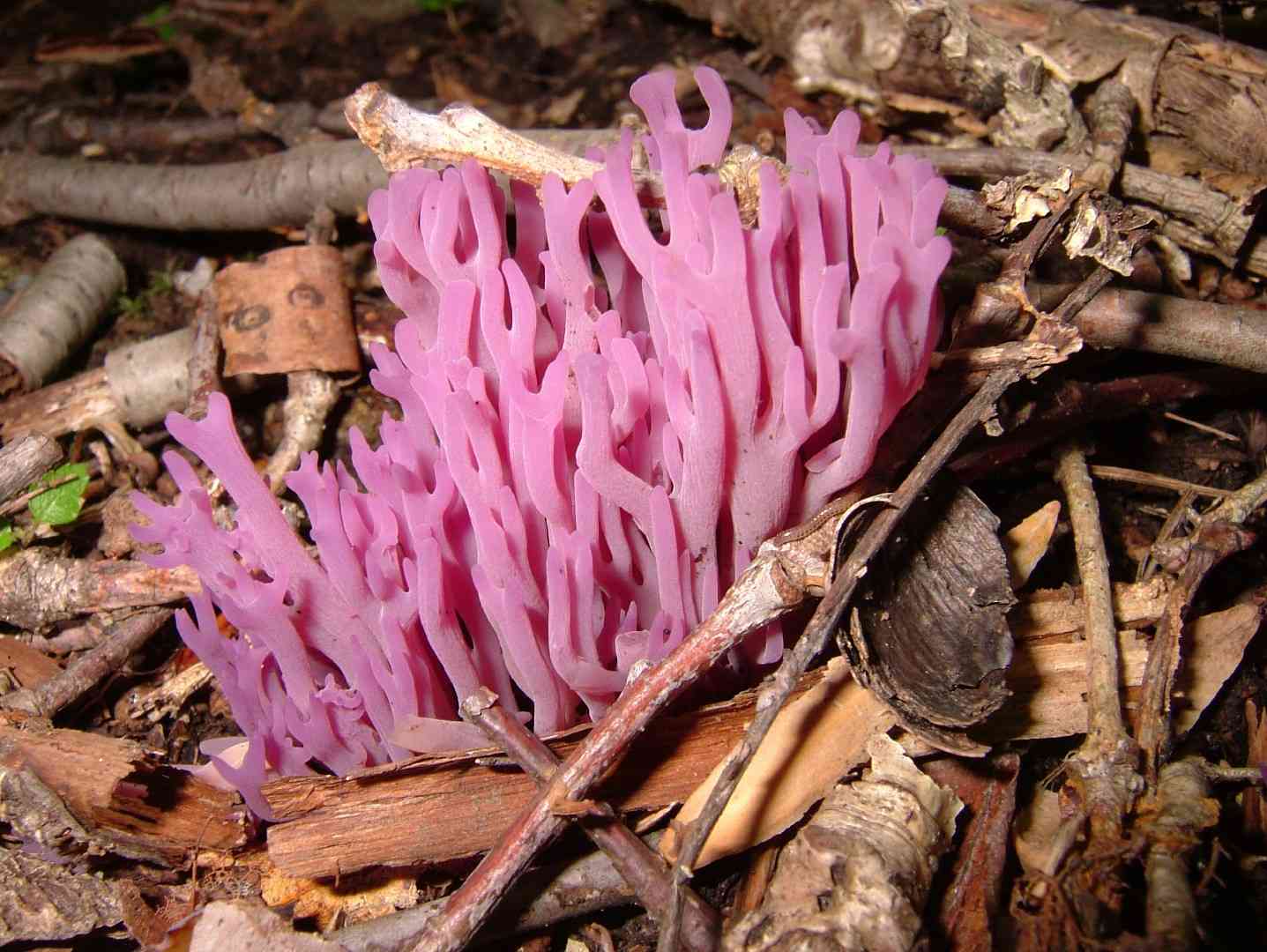 Violet coral