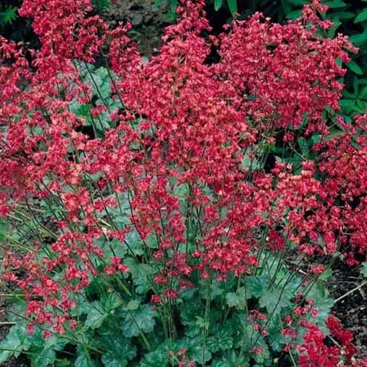 Coral bells