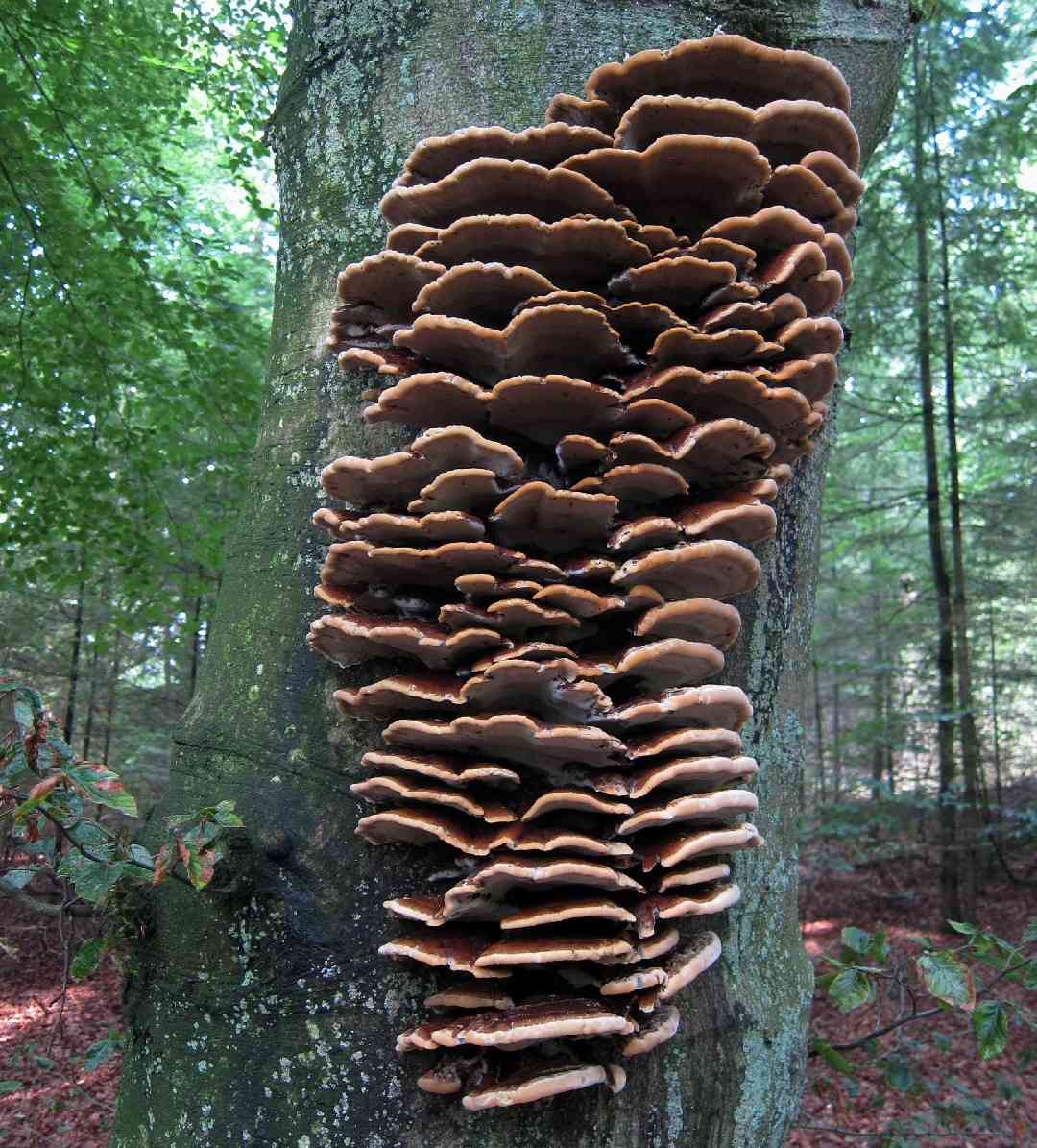 Clustered bracket (Inonotus cuticularis) thumbnail 2