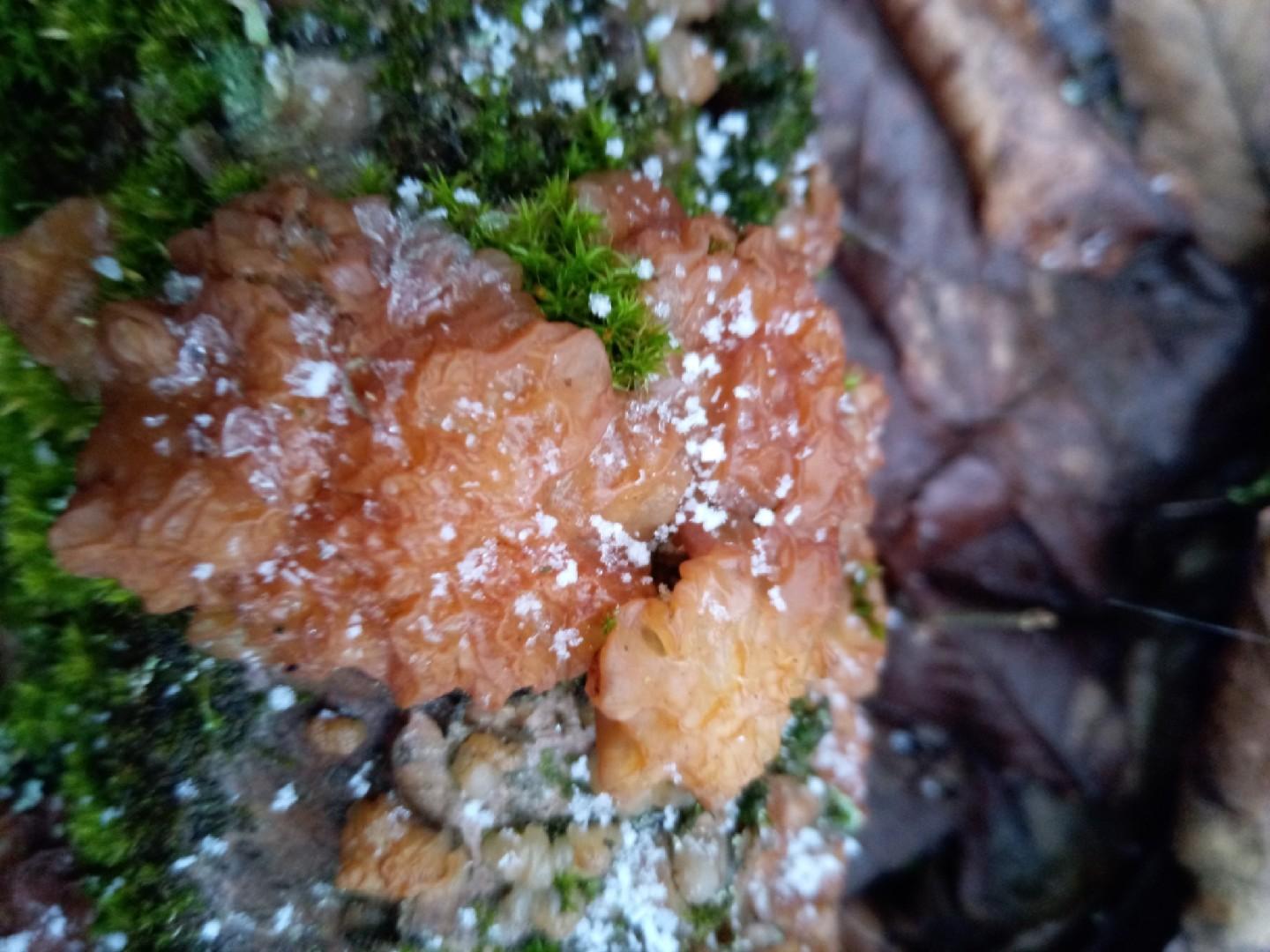 Birch jelly
