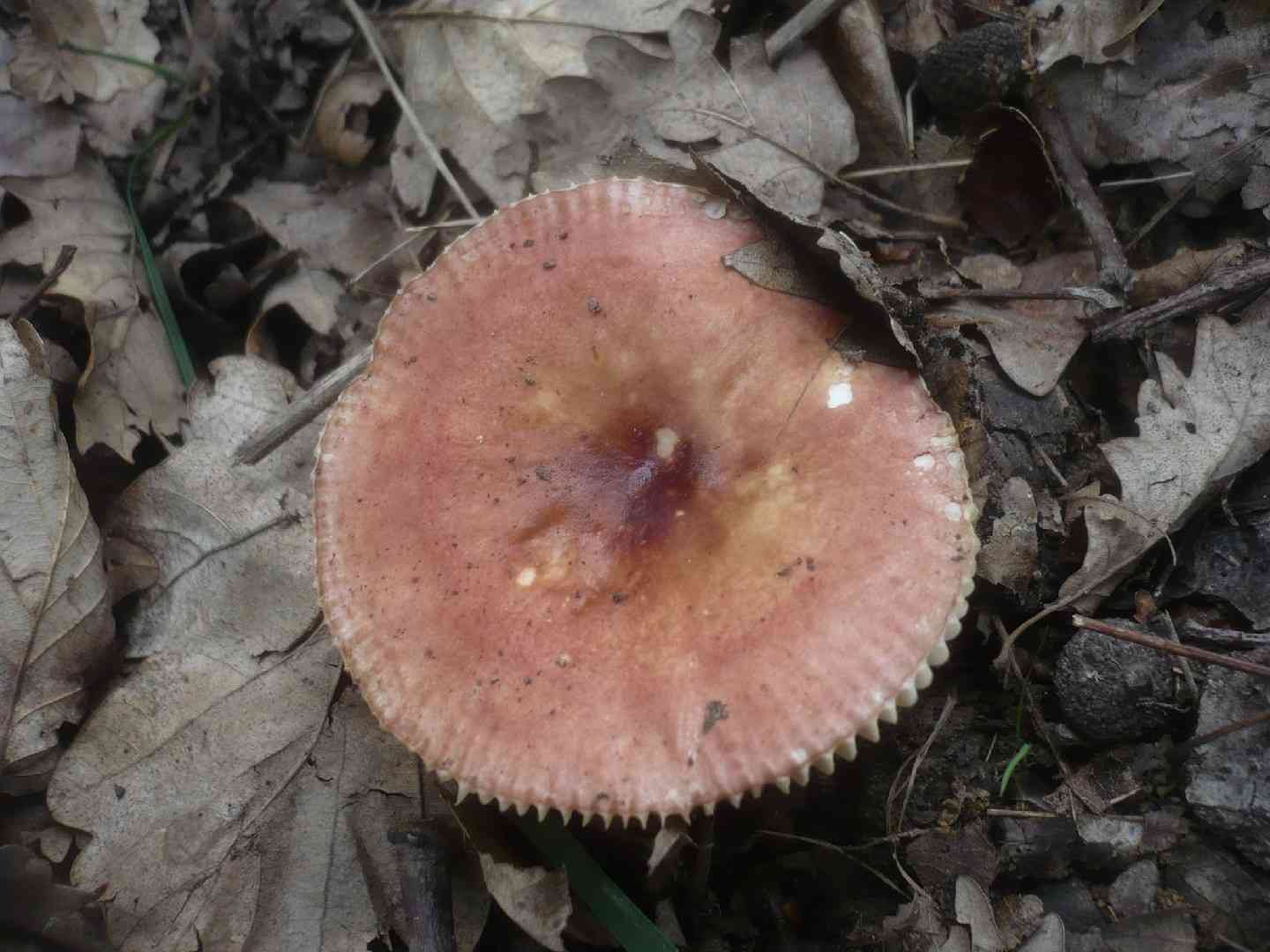 Russula odorata (Russula odorata) thumbnail 1