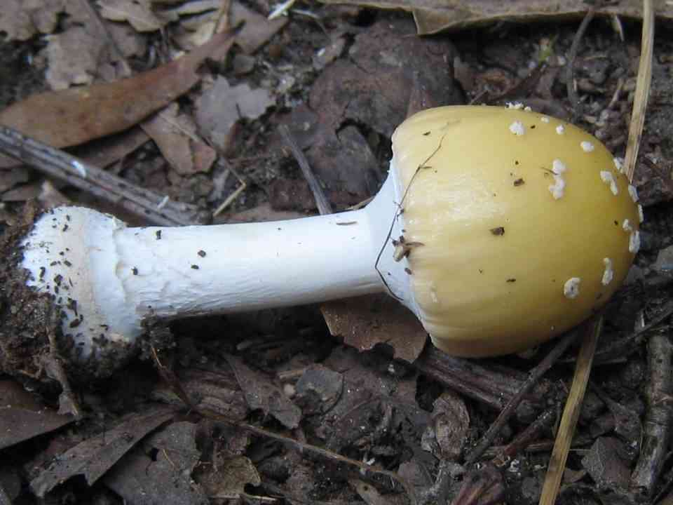 Veiled-bulb amanita (Amanita velatipes) thumbnail 2