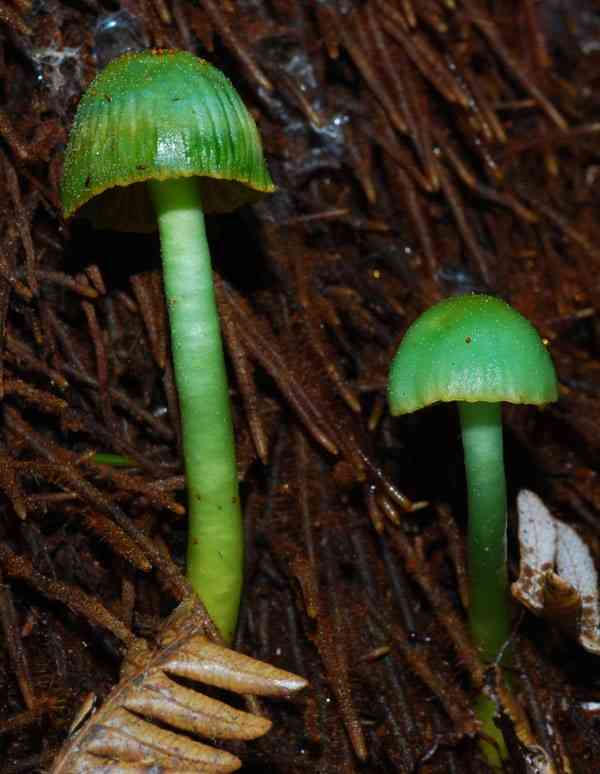 Gliophorus viridis (Gliophorus viridis) thumbnail 1