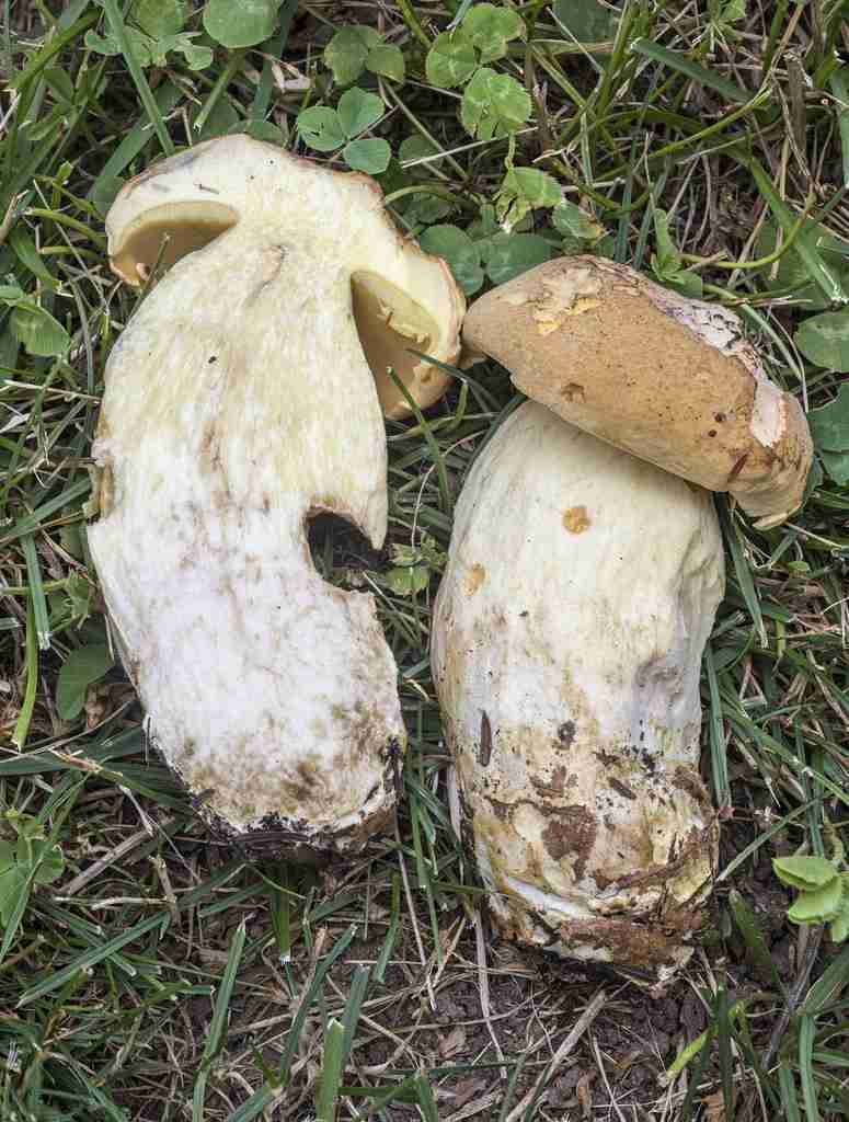 Boletus huronensis (Boletus huronensis)