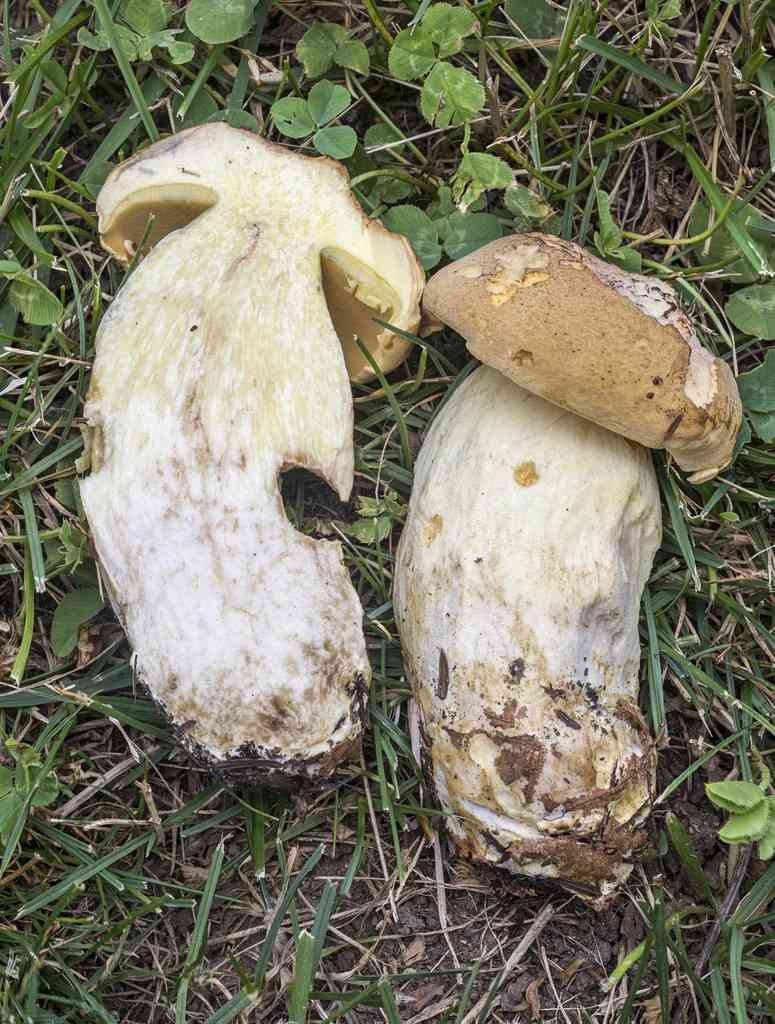Boletus huronensis (Boletus huronensis) thumbnail 1