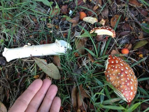Fly agaric thumbnail 3