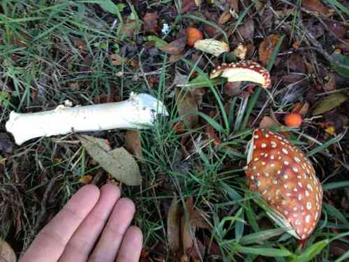 Fly agaric (Amanita muscaria) thumbnail 3