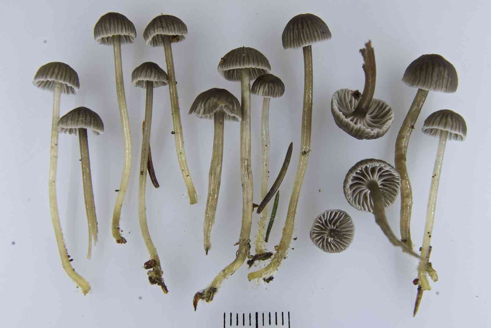 Whitish bonnet (Mycena vulgaris) thumbnail 2