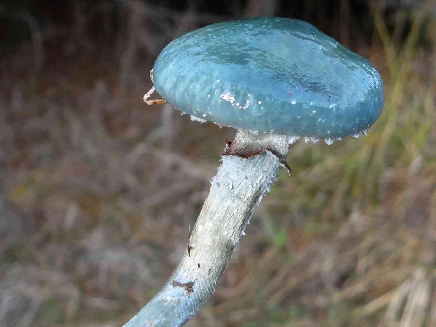 Blue roundhead