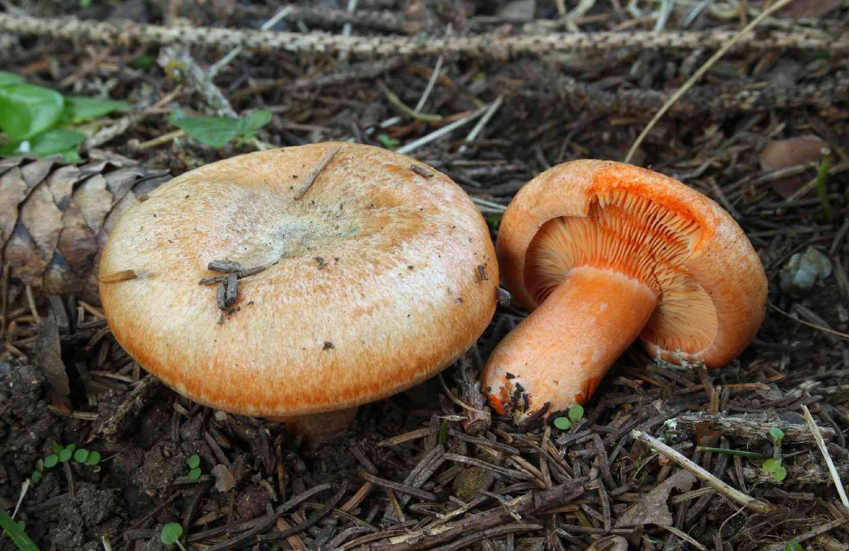 False saffron milkcap
