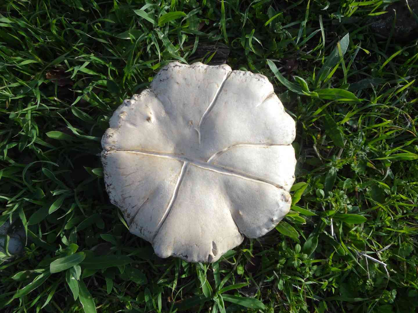 King oyster mushroom (Pleurotus eryngii) thumbnail 2