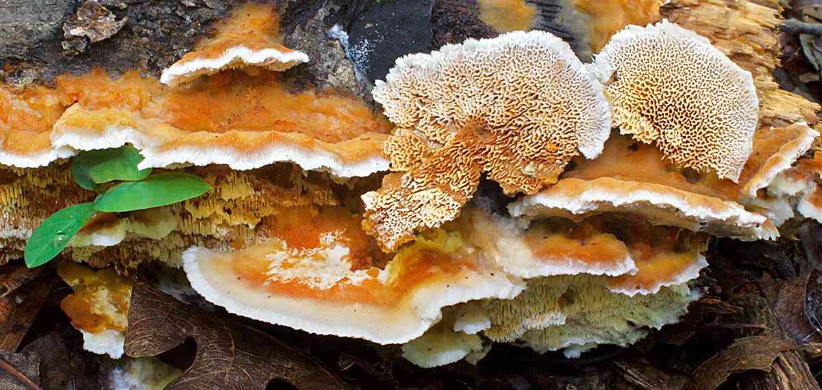 Trametopsis cervina (Trametopsis cervina) thumbnail 2