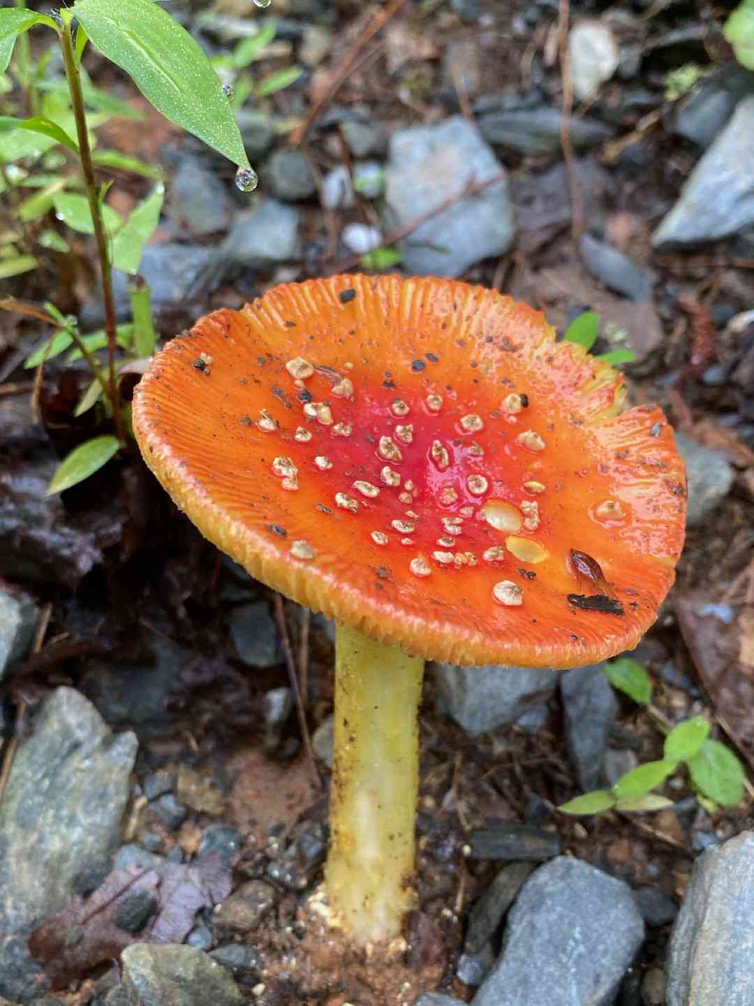 False Caesar's mushroom (Amanita parcivolvata) thumbnail 1