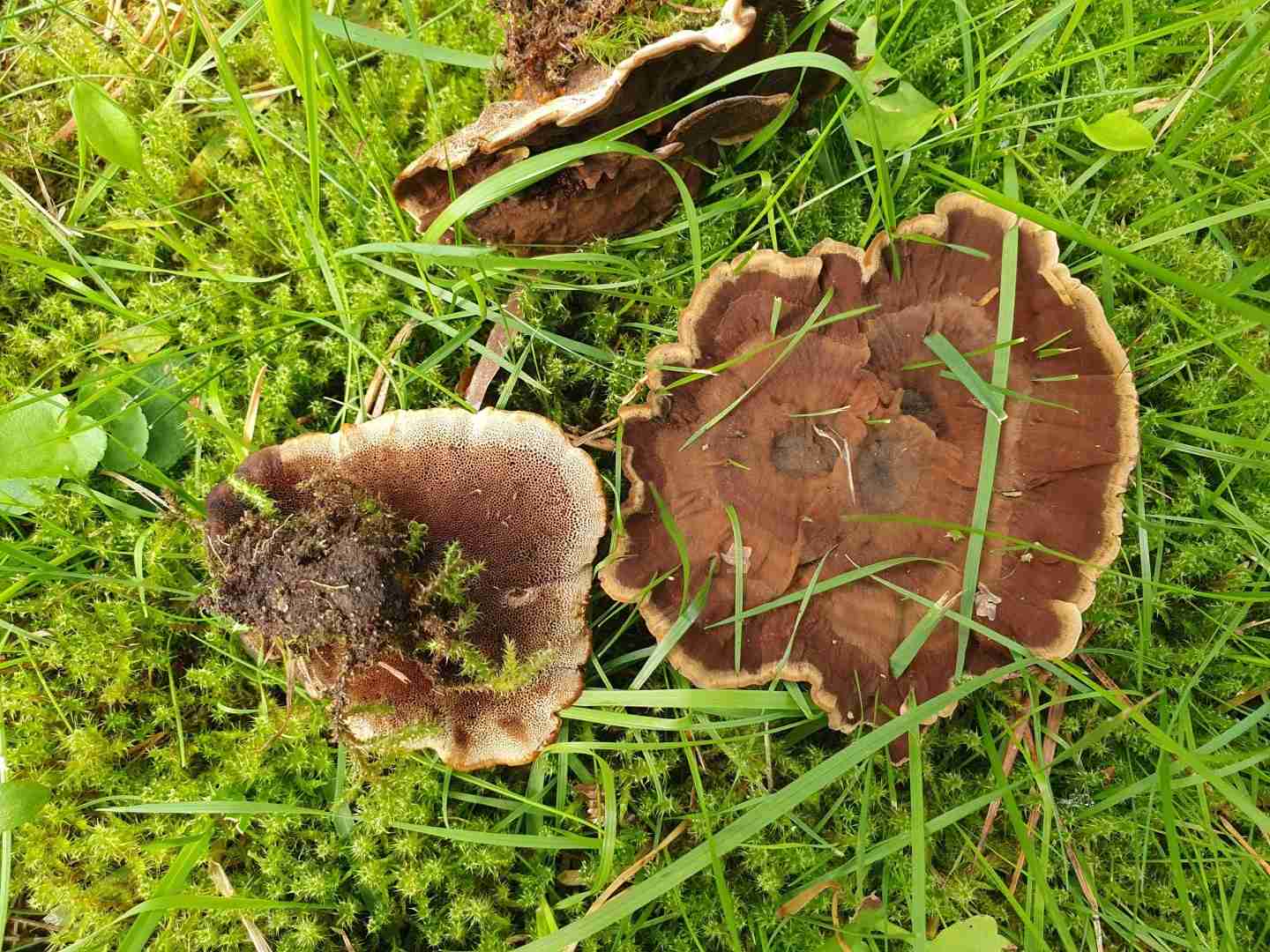 Tiger's eye (Coltricia perennis)