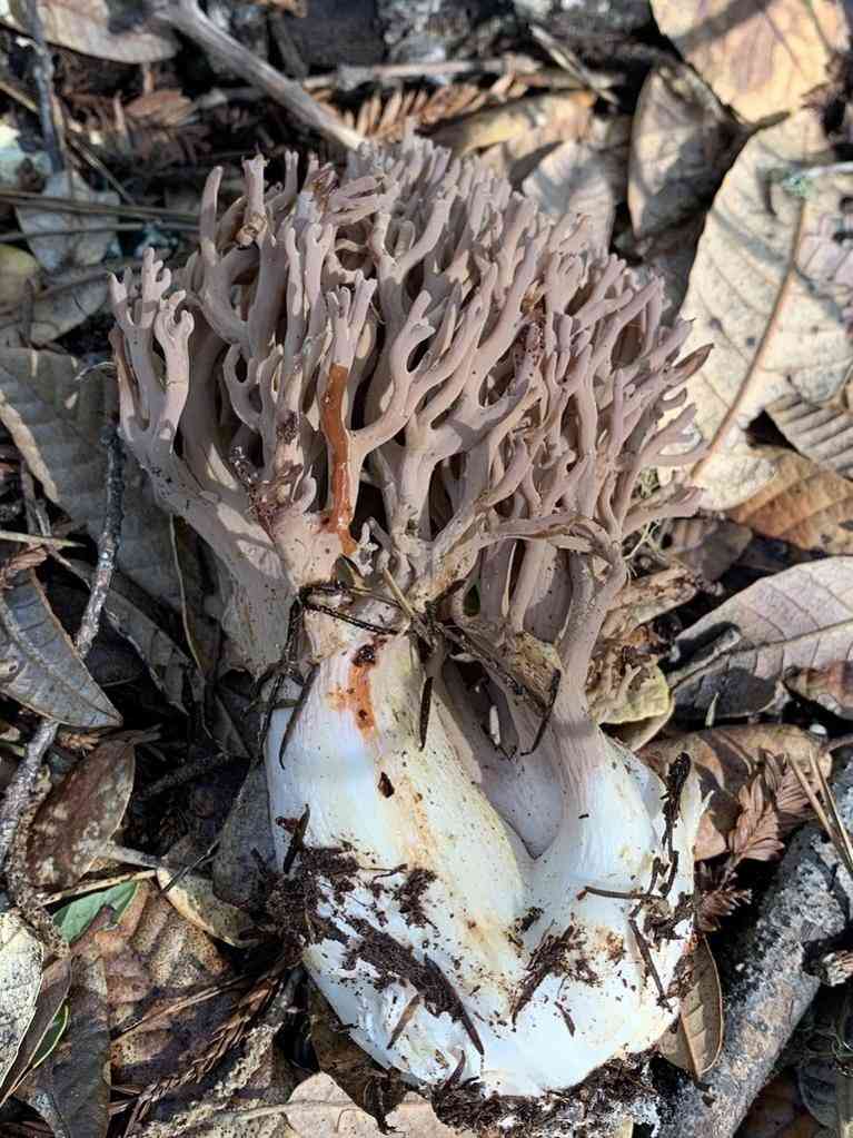Violet-banded coral fungus (Ramaria violaceibrunnea) thumbnail 1