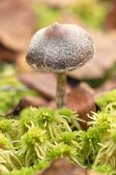 Frosty webcap (Cortinarius hemitrichus) thumbnail 3