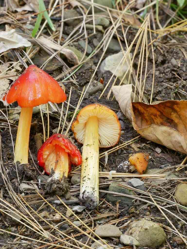 Candy apple waxy cap (Hygrocybe cuspidata) thumbnail 2