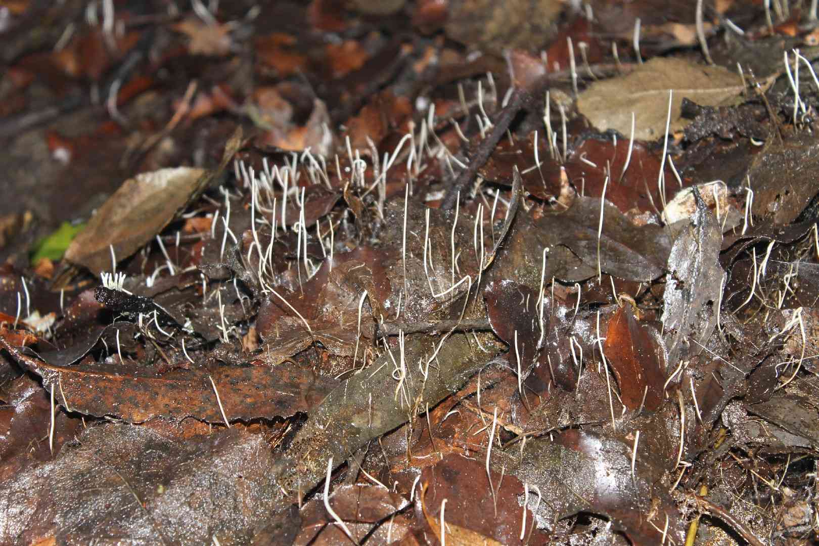 Pointed club (Clavaria acuta) thumbnail 2