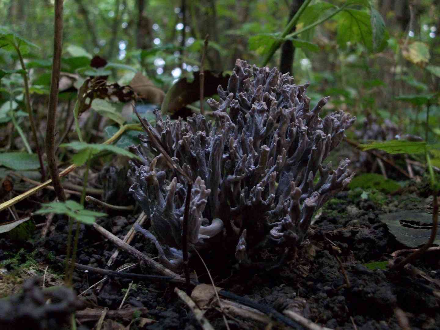 Gray coral (Clavulina cinerea) thumbnail 3