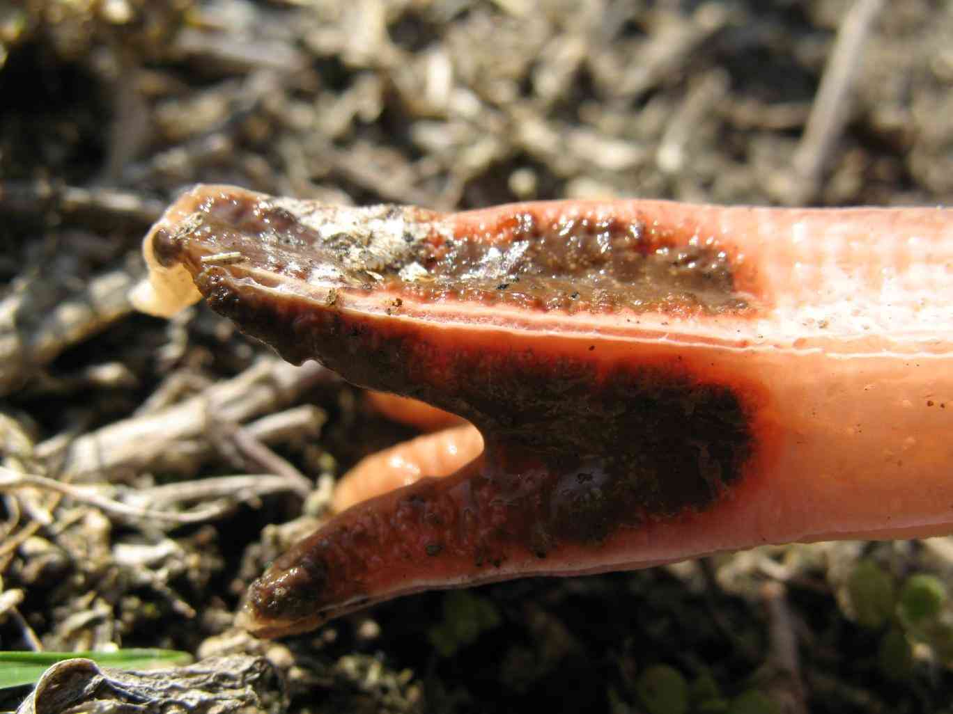Lantern stinkhorn (Lysurus mokusin) thumbnail 3
