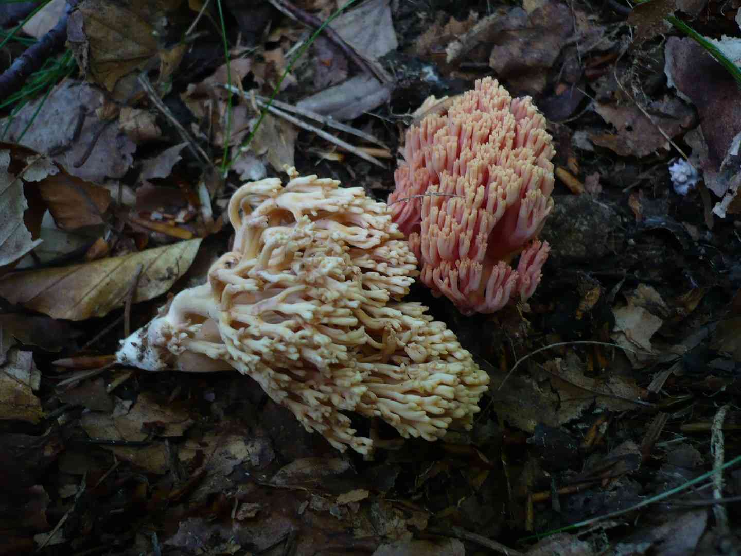 Ramaria neoformosa (Ramaria neoformosa) thumbnail 2