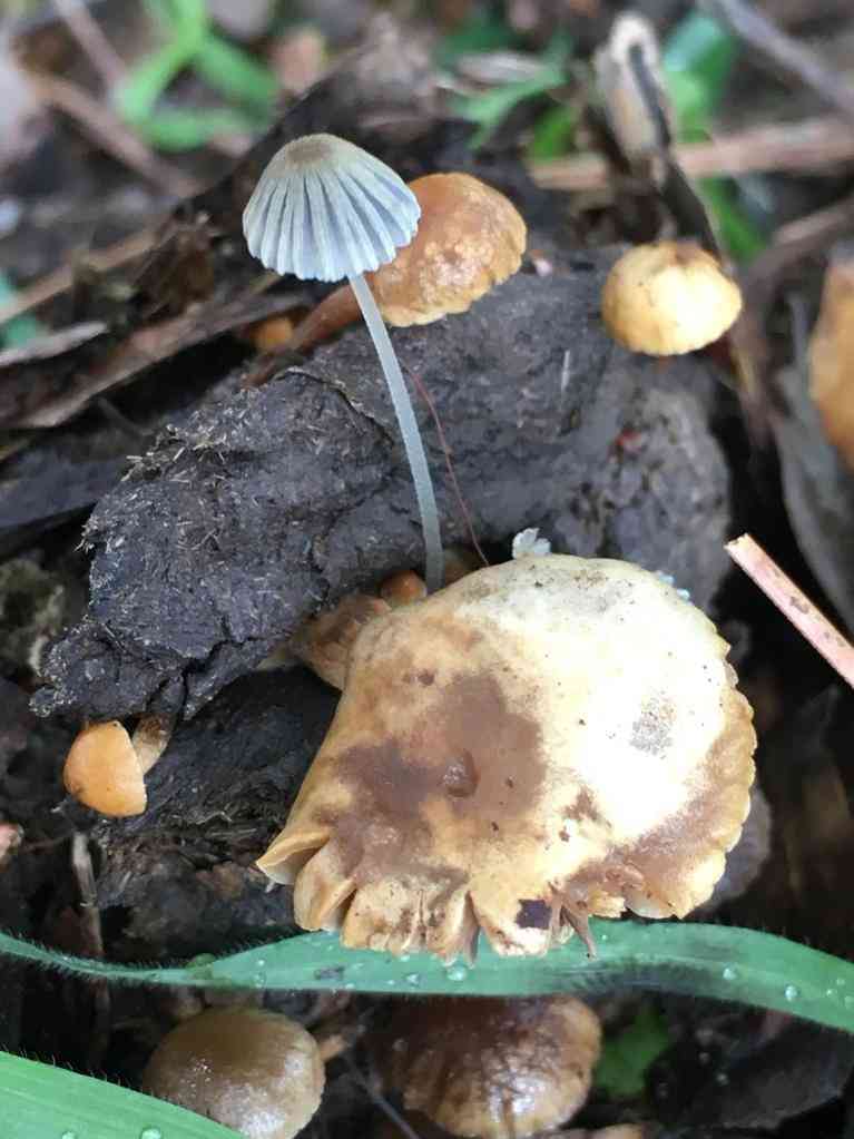 Coprinopsis stercorea (Coprinopsis stercorea) thumbnail 2