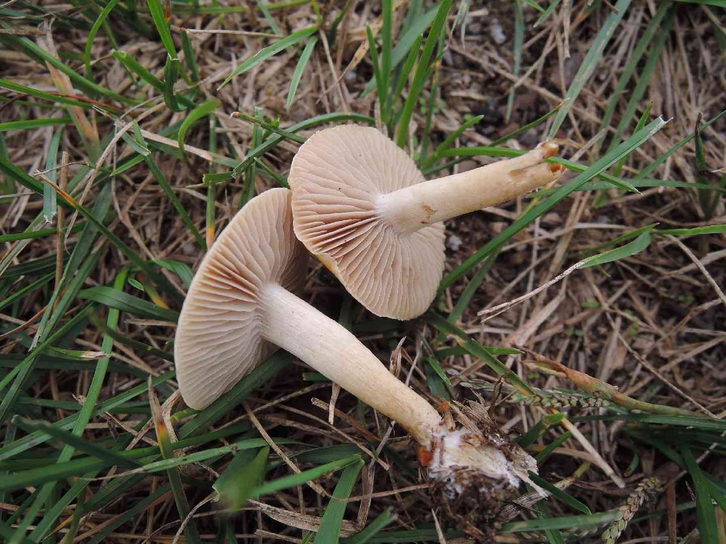 Agrocybe vervacti (Agrocybe vervacti) thumbnail 2